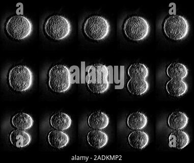 Cell division. Time-exposure light micrograph showing