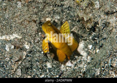 Ventral-Barred Shrimpgoby - Cryptocentrus sericus Stock Photo