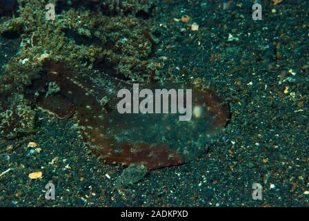 Melibe viridis nudibranch Stock Photo