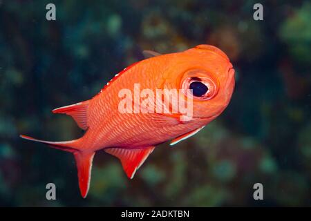 Blotcheye Soldierfish Mypripristis murdjan Stock Photo