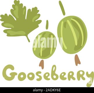 Fresh gooseberry berries or fruits. Organic food gooseberries on white background. Vector hand drawn illustrations. Garden plant. Flat doodle design. Stock Vector