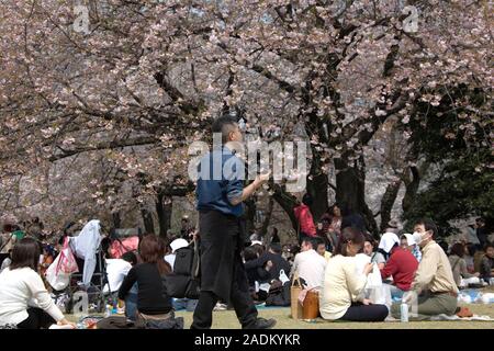 Picnicking under cherry blossom (Prunus sp.) trees in Ueno, Tokyo's oldest and biggest park. A man (bottom right) can be seen wearing a face mask. Fac Stock Photo