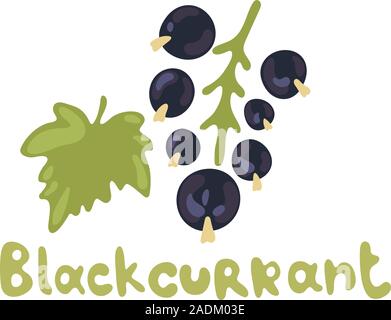 Black currant berries. Hand drawn vector illustrations of blackcurrant with bunch of berries and green leaves on white background Stock Vector