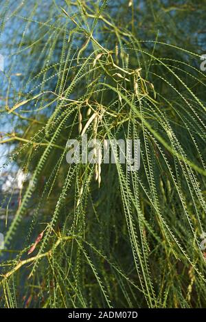 Parkinsonia aculeata branch close up Stock Photo