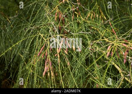 Parkinsonia aculeata branch close up Stock Photo