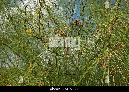 Parkinsonia aculeata branch close up Stock Photo