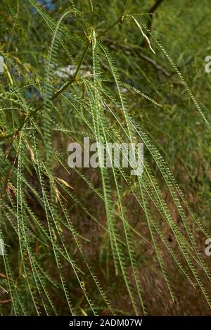 Parkinsonia aculeata branch close up Stock Photo