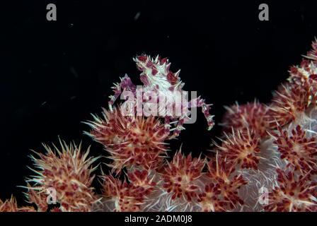 Soft Coral Crab (Hoplophrys oatesii) Stock Photo