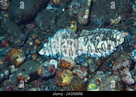 Black-Tip Sole Soleichthys heterorhinos Stock Photo