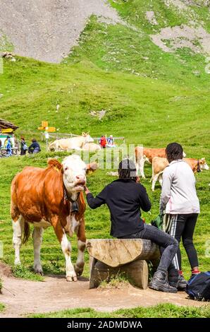 Grindelwald, Switzerland - August 16, 2019: African American people touching and feeding cows on the green meadows in the Swiss Alps. Cattle around the Alpine hiking trails is a tourist attraction.