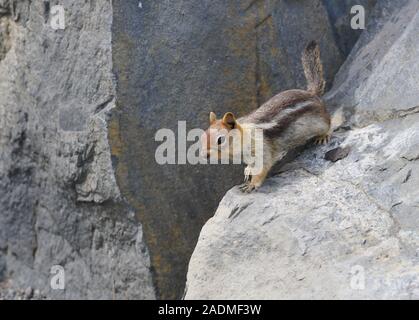 A small chipmunk is playing among the lave boulders in one of Central Oregon's lava fields. Stock Photo