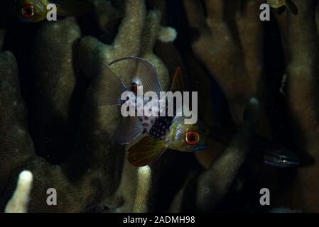 Pajama Cardinalfish Sphaeramia nematoptera Stock Photo