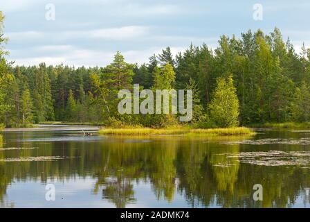 Small lake on the territory of Sestroretsk swamp. Saint-Petersburg. Russia Stock Photo