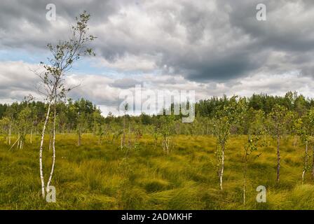 Nature on the territory of Sestroretsk swamp. Saint-Petersburg. Russia Stock Photo