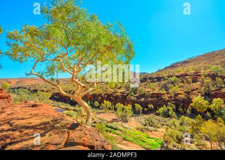 Finke Gorge National Park in Northern Territory, Central Australia Outback. Ghost gum growing from a sandstone cliff in Palm Valley with ancient
