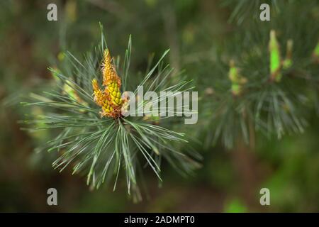 Blossoming pine. Pine branch. Conifer. Spring in the forest. Europe, Poland, Mazovia, Sulejowek. Stock Photo