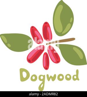 Dogwood, leaves and berries isolated on white background. Healthy detox natural product. Flat design organic food. Stock Vector