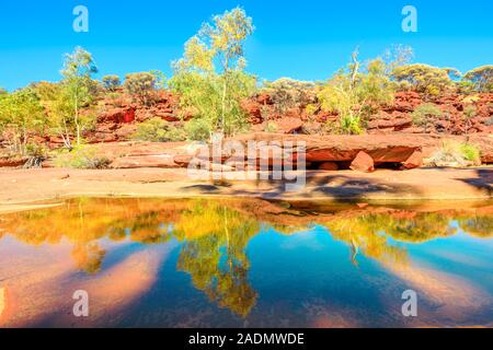 An ancient forest of Red Cabbage Palms reflected on permanent waterhole in heart of Palm Valley, dry season in Finke Gorge National Park. Outback Stock Photo