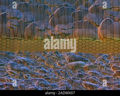 Fibre optics material. Coloured scanning electron micrograph (SEM) of cuts made into material used in a fibre optics cable. Various materials are used Stock Photo