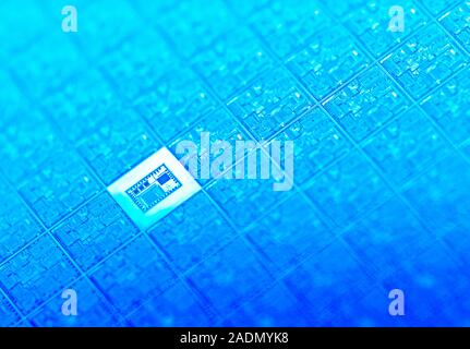 Microchip wafer. Rows of silicon chips (square shapes) on a wafer (piece of silicon). The silicon is doped with impurities to produce areas that act a Stock Photo