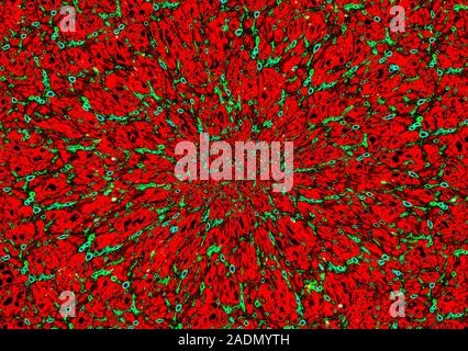 Neuronal network. Conceptual computer artwork of a neural network. This could represent the interior of a human brain or a biological computer memory Stock Photo