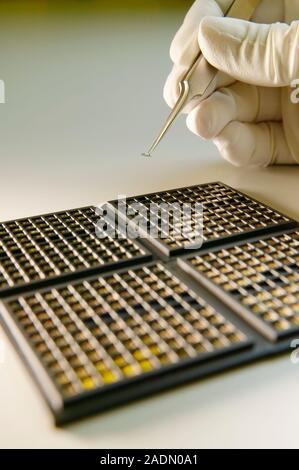 MODEL RELEASED. MEMS production. Tweezers being used by a clean room technician to sort MEMS (microelectromechanical systems) devices into waffle-box Stock Photo