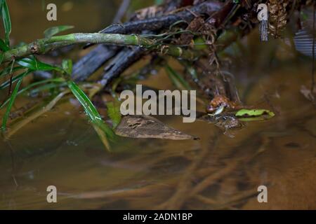 Boulenger’s Keelback (Fowlea asperrimus) Stock Photo