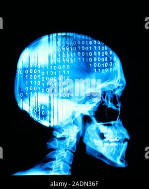 Artificial intelligence. Conceptual image of numbers superimposed on an X-ray of a human skull in profile, representing artificial intelligence (AI). Stock Photo