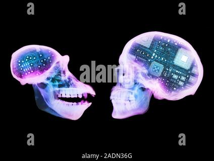 Artificial intelligence. Conceptual coloured X-ray of printed circuits and microchips inside the brain cavities of two primate skulls, representing ar Stock Photo