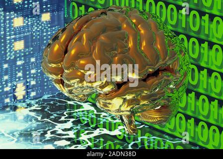 Digital brain. Conceptual computer artwork of a virtual human brain with circuit boards and binary numbers. This could represent artificial intelligen Stock Photo