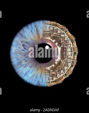Artificial intelligence. Conceptual computer artwork of a human eye with electronic circuitry making up half of the iris. This may represent artificia Stock Photo