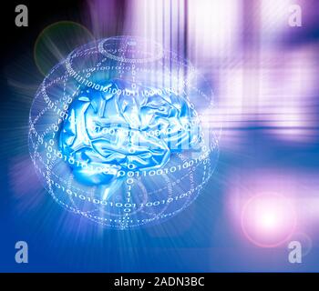Artificial intelligence. Conceptual computer artwork of a human brain inside a globe of binary numbers. This could represent a worldwide intelligence Stock Photo