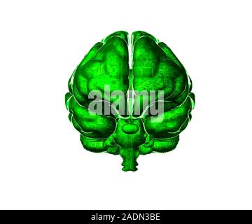Artificial intelligence. Conceptual computer artwork representing artificial intelligence (AI) showing a human brain overlaid with electronic circuitr Stock Photo