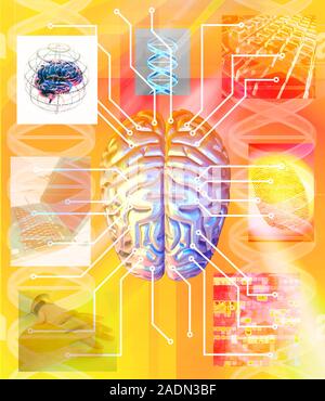 Artificial brain. Conceptual computer artwork of a human brain at the centre of microchip circuitry. This could represent the brain being the central Stock Photo