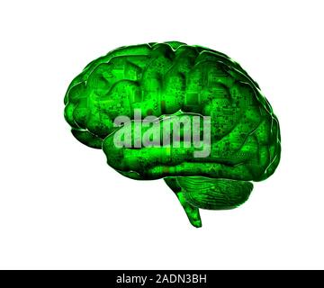 Artificial intelligence. Conceptual computer artwork representing artificial intelligence (AI) showing a human brain overlaid with electronic circuitr Stock Photo