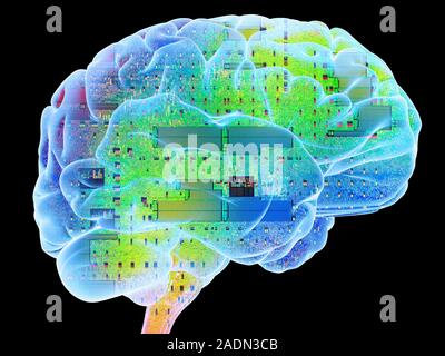 Artificial intelligence. Conceptual computer artwork of a human brain containing hundreds of microprocessor chips (rectangular structures). The brain Stock Photo