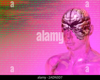 Artificial intelligence. Conceptual computer artwork of a glass head showing the brain. Binary numbers are in the background. Stock Photo