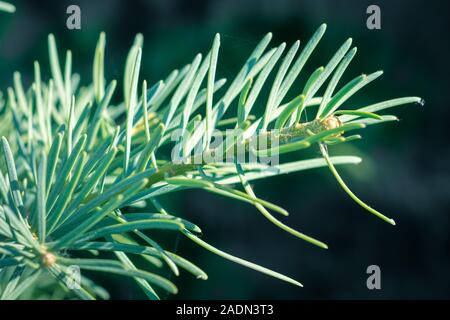 Detailed view of a young shoot of Abies concolor (white fir). Large blue - green soft needles. Stock Photo