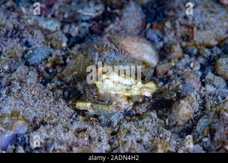 Dragon sea Moth Eurypegasus draconi Stock Photo