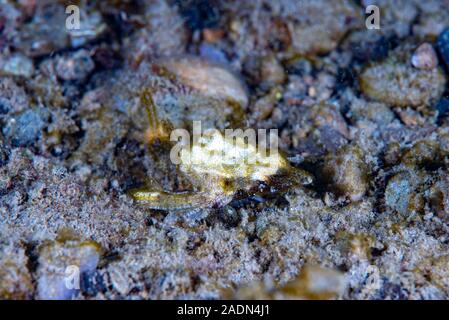 Dragon sea Moth Eurypegasus draconi Stock Photo