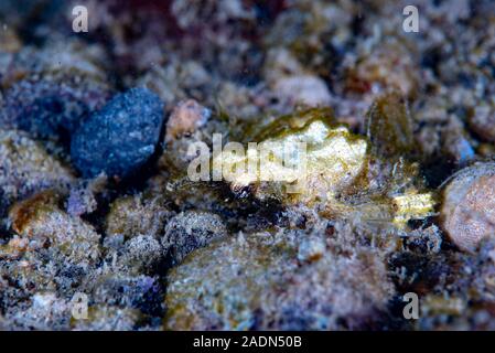 Dragon sea Moth Eurypegasus draconi Stock Photo