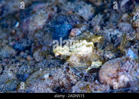 Dragon sea Moth Eurypegasus draconi Stock Photo