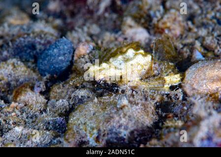 Dragon sea Moth Eurypegasus draconi Stock Photo