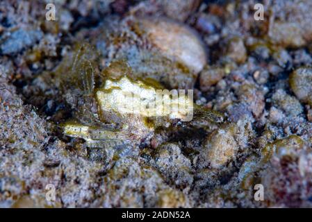 Dragon sea Moth Eurypegasus draconi Stock Photo