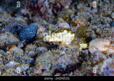 Dragon sea Moth Eurypegasus draconi Stock Photo