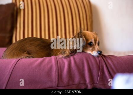 Beautiful Russian Toy Terrier Dog resting on a girl's lap