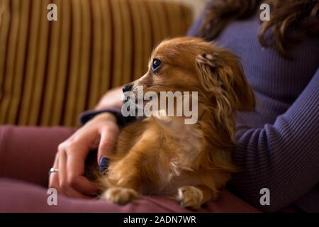 Beautiful Russian Toy Terrier Dog resting on a girl's lap