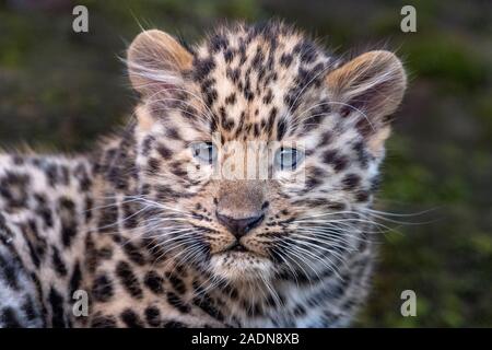 Male Amur leopard cub (12 weeks old) Stock Photo