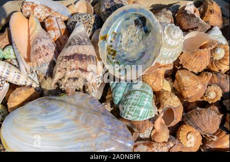 Sea shells collected on the Mediterranean coast in Greece. Tropical mixed seashells background. Marina in Heraklion Greece. 18.08.2017. Stock Photo