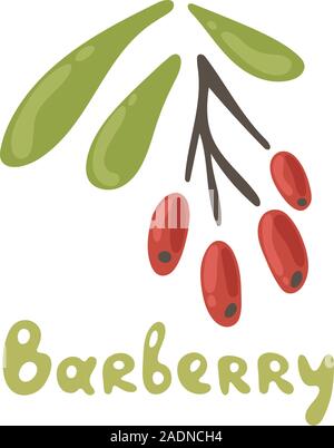 Barberry hand drawn ripe red berries bunch with leaves. Doodle style natural organic vitamin food. Healthy vegetarian sweet dessert, juicy ingredient Stock Vector